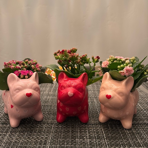 Valentine's Day Frenchie Dog Planters Bundle. 2025! Edition. Brand New.